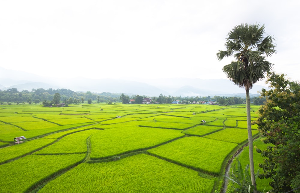 edible-portraits-not-on-canvas-on-rice-fields