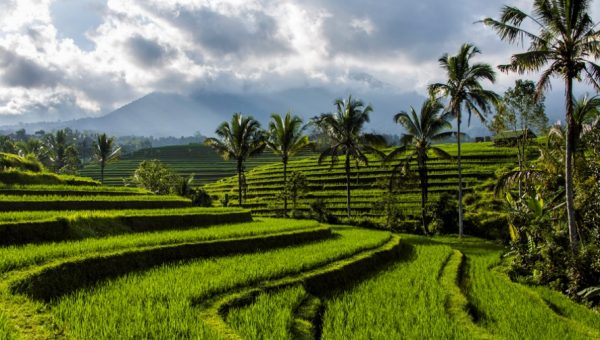 bali